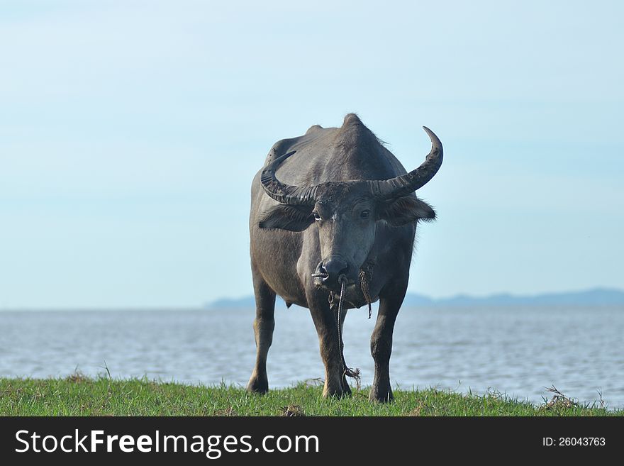 Water Buffalo Eating Grass In A Field.