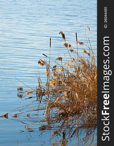 Brown reeds on the edge of the lake. Brown reeds on the edge of the lake