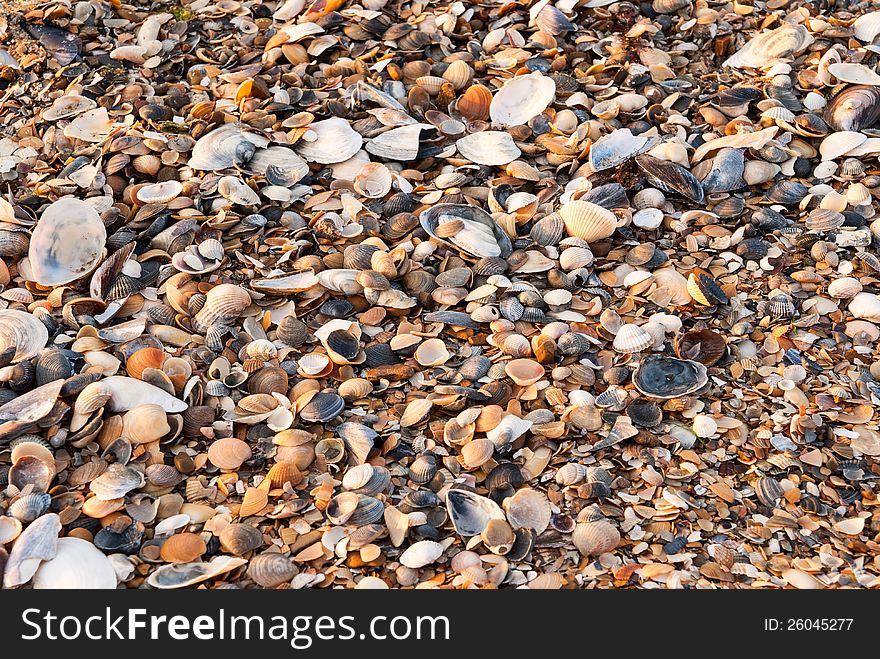 A background made of seashells at sunset. A background made of seashells at sunset