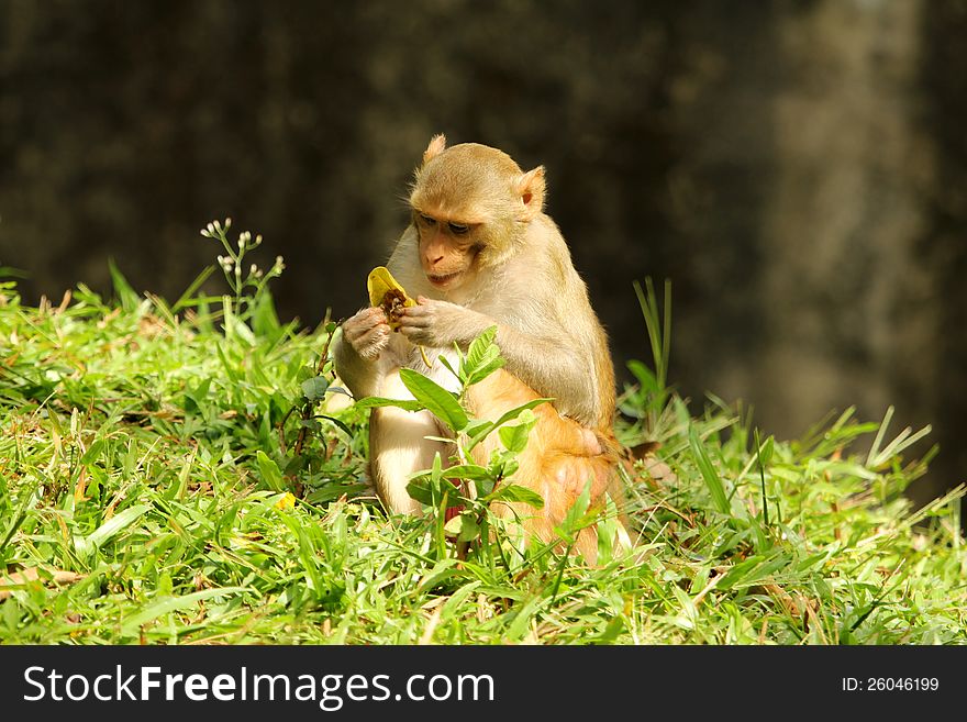 Monkey observing dry leaf in zoological garden. Monkey observing dry leaf in zoological garden
