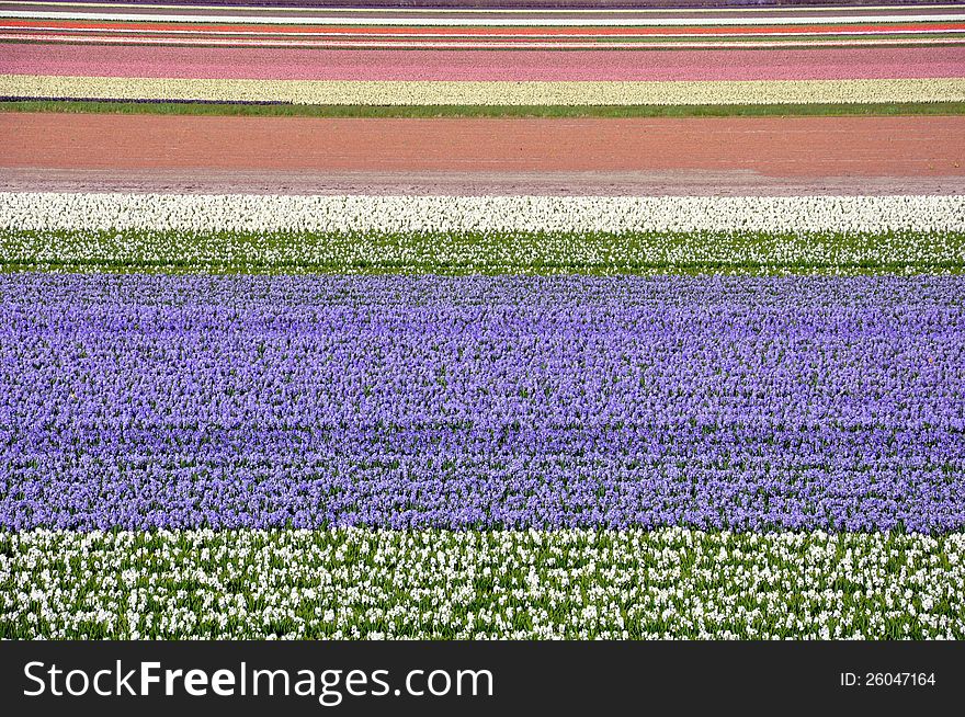 A field of tulips. Keukenhof Gardens in Lisse, Netherlands