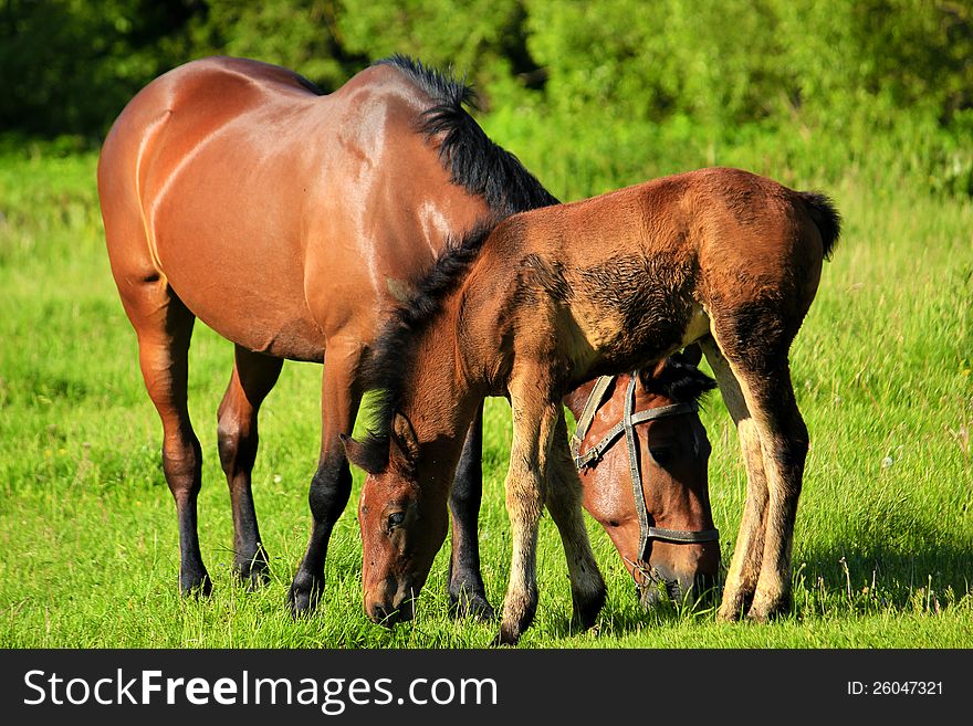 Red horse with a foal in the pasture. Red horse with a foal in the pasture.