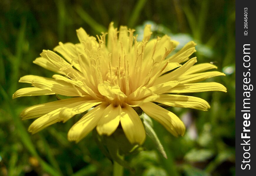 the yellow nature flower Ontario