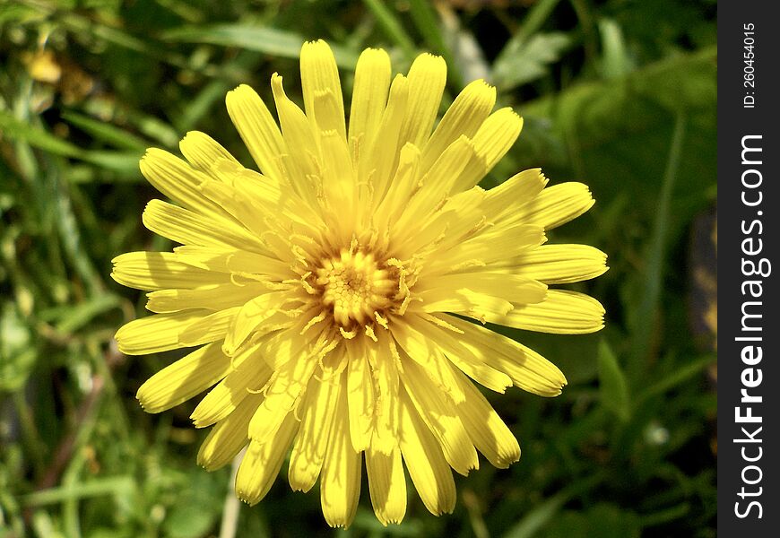 the yellow nature flower Ontario