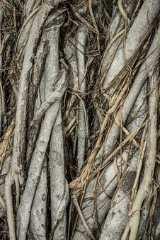 Close-up Of Parasite Tree Royalty Free Stock Photos Close-up Of Parasite Tree Royalty Free Stock Photos