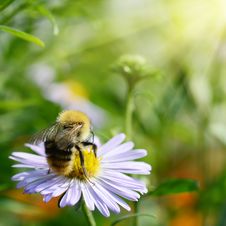 Bee On Chamomile Collecting Nectar Or Honey Stock Image Bee On Chamomile Collecting Nectar Or Honey Stock Image