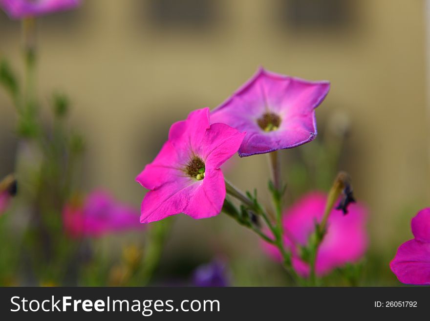 Close-up View of Flower in the garden. Close-up View of Flower in the garden