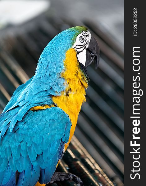 Portrait macaw parrot