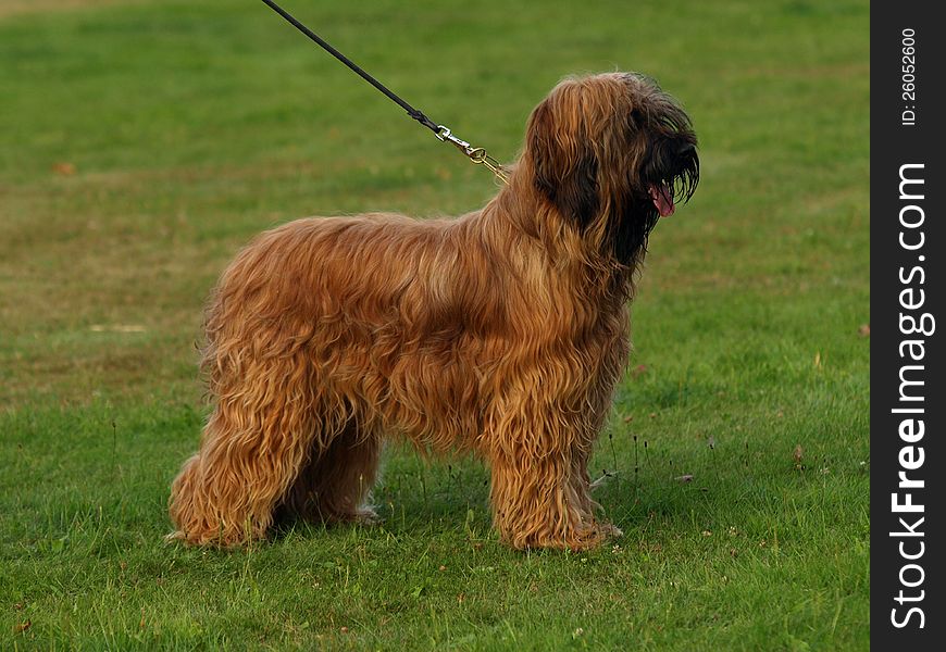 Portrait of young briard in stand. Portrait of young briard in stand.