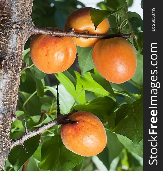Branch of an apricot tree with leaves and four ripe apricots