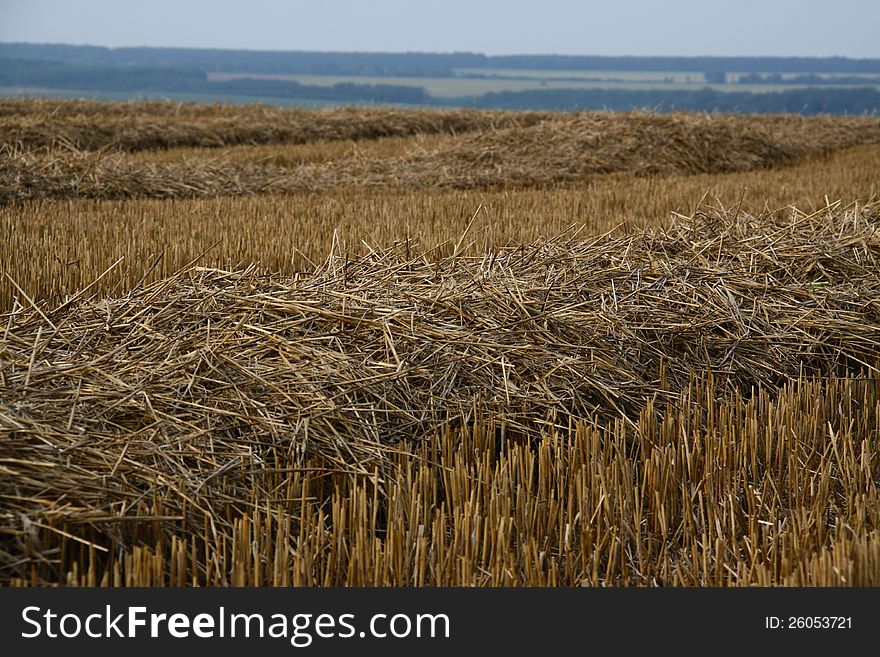 Mowed wheat field. Preparation to pressing of straw. Mowed wheat field. Preparation to pressing of straw