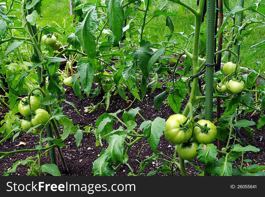 Tomatoes ripening on the vine. Tomatoes ripening on the vine