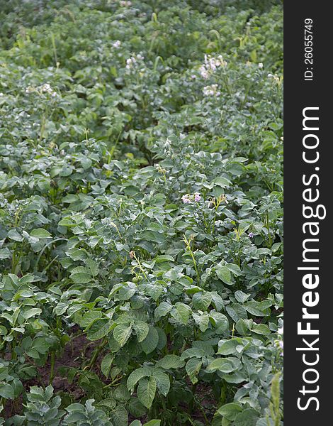 Potato growing in the beds. Potato growing in the beds