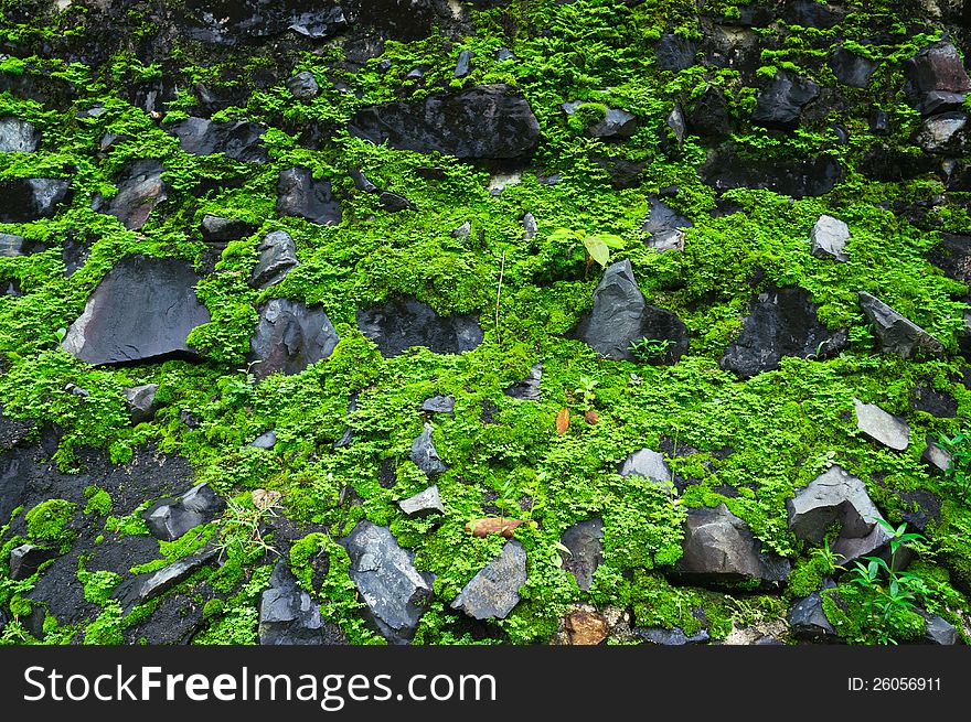 Green moss on the stone. Green moss on the stone