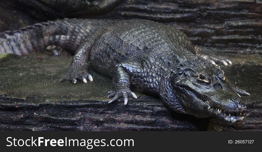 Stealth crocodile waiting a prey in a rock