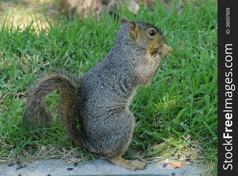 A perky grey squirrel sitting up eating seeds with his tailed curved. A perky grey squirrel sitting up eating seeds with his tailed curved