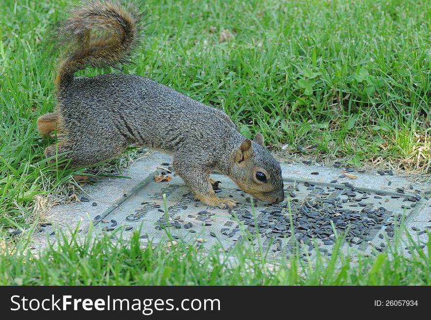A small grey squirrel eating sunflower seeds off of the ground surrounded by lawn. A small grey squirrel eating sunflower seeds off of the ground surrounded by lawn