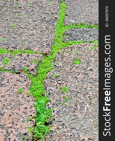 Green grasses on porous rock floor,line of grasses on stone floor.