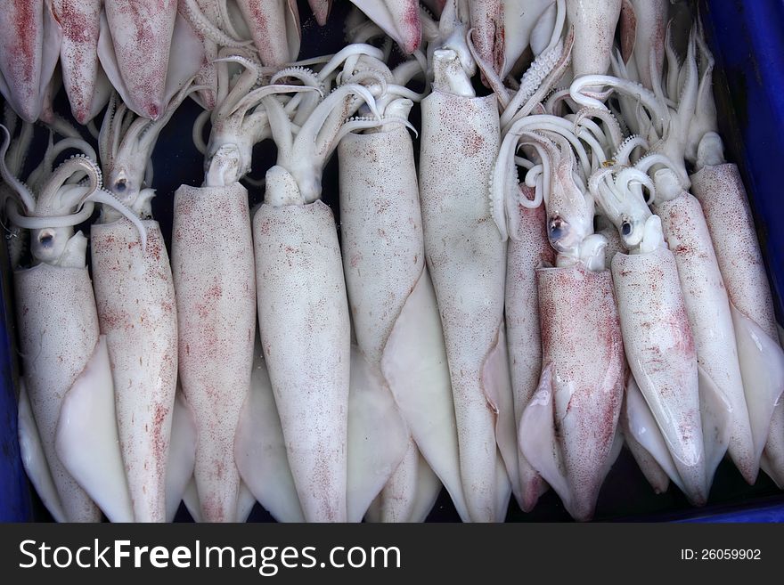 A Fresh large squid at the market. A Fresh large squid at the market