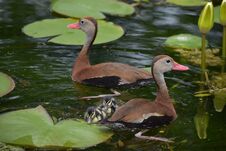 Beautiful Ducks And Their Ducklings Royalty Free Stock Image Beautiful Ducks And Their Ducklings Royalty Free Stock Image
