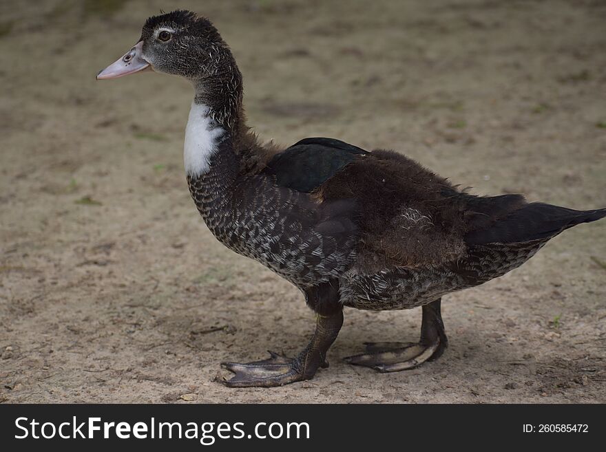 Portrait of a Mallard Duc at Hermann Park