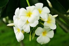 Frangipani Flower Royalty Free Stock Photography