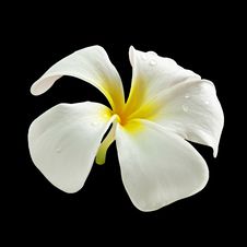 Frangipani Flower Royalty Free Stock Photography Frangipani Flower Royalty Free Stock Photography