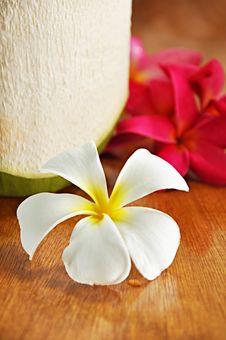 Frangipani Flower Stock Photography Frangipani Flower Stock Photography