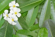 White Frangipani Flower Stock Image White Frangipani Flower Stock Image