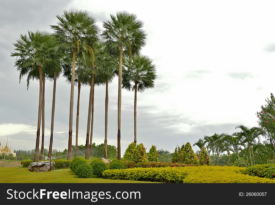 The palm trees in green garden at thailand. The palm trees in green garden at thailand