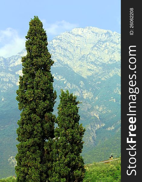 Tree on  background montin Baldo in Italy