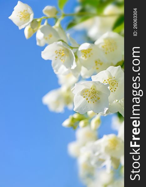 Blooming jasmine on a background of blue sky. Blooming jasmine on a background of blue sky