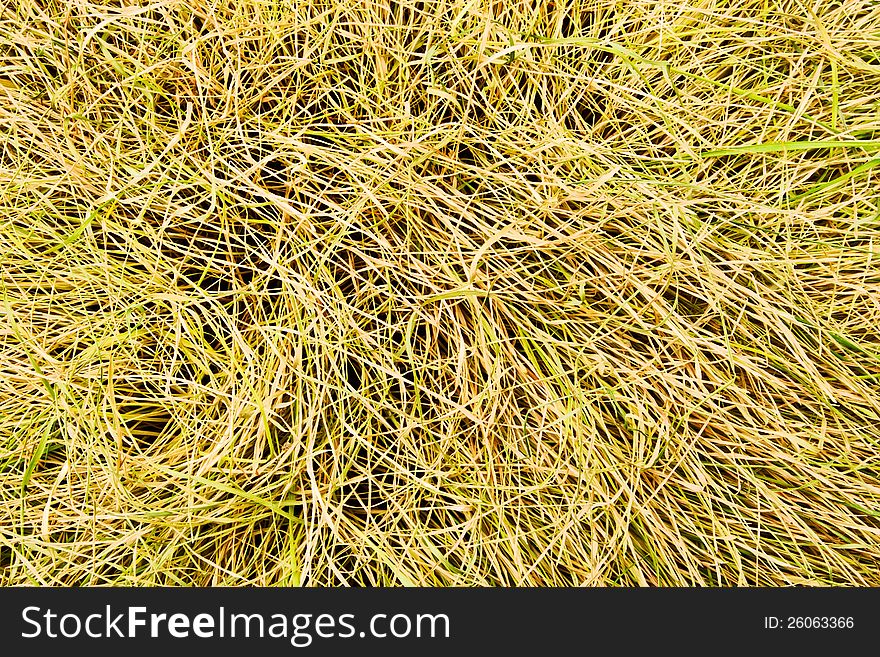 Dry grass texture full frame closeup