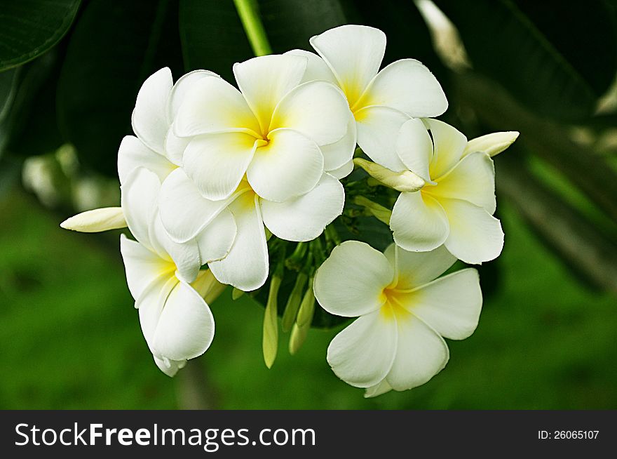 à¸ºBunch of white Frangipani flower