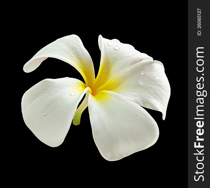 White Frangipani flower isolated on black background