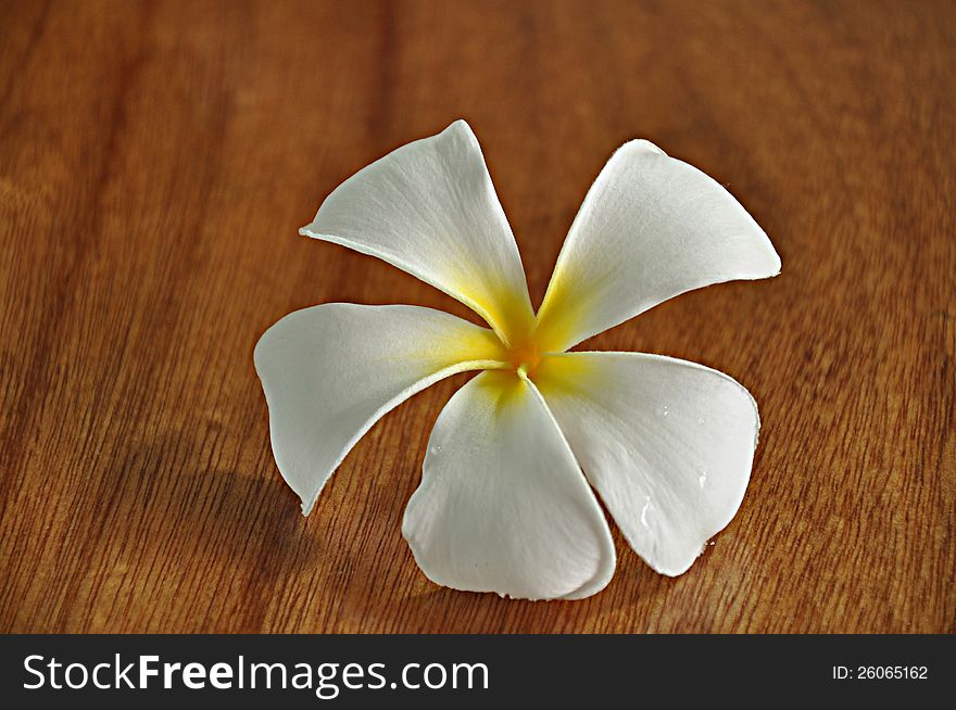 A white Frangipani flower on wooden desk