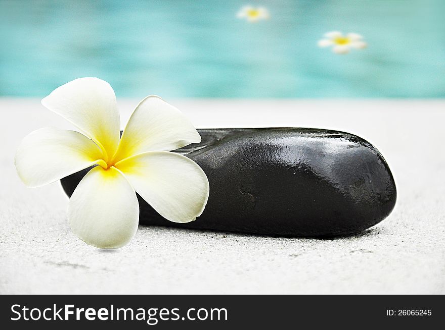 Frangipani flower and stone beside the pool