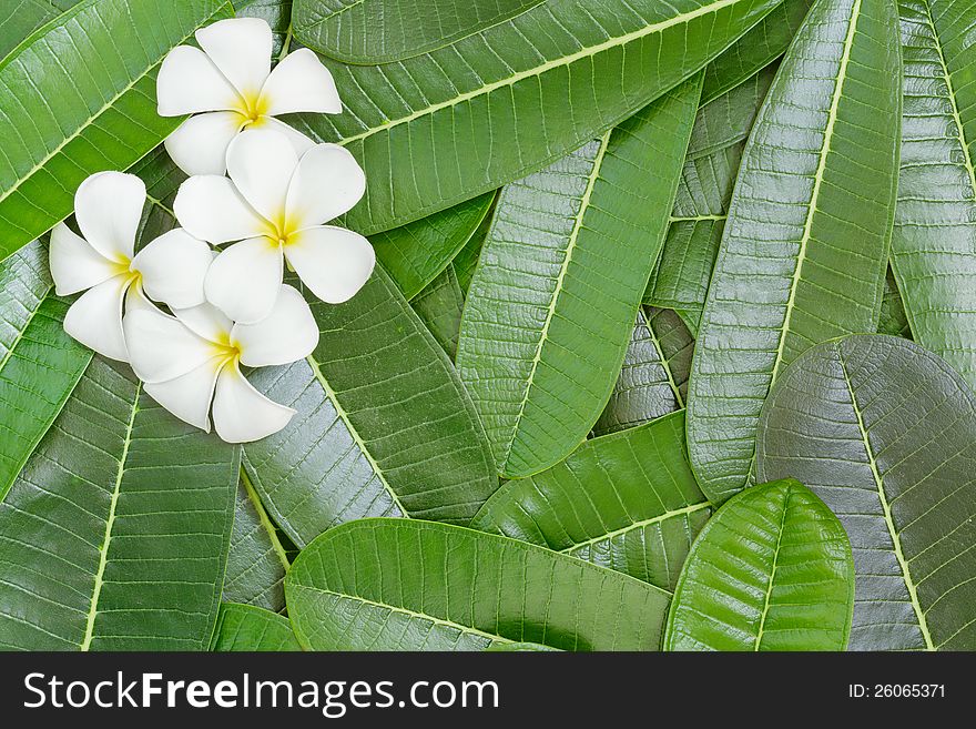 White frangipani flower on green leaf background