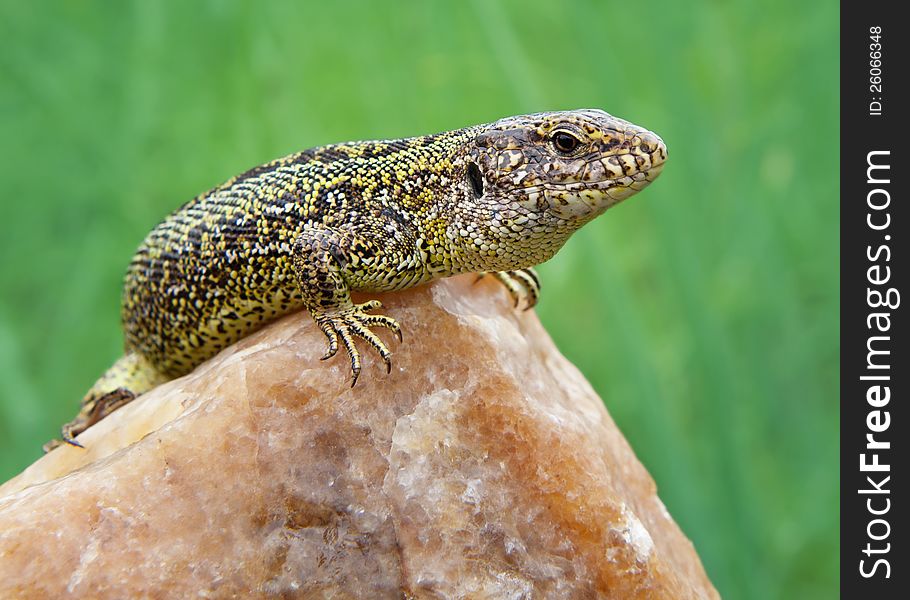 The green lizard on a stone. The green lizard on a stone.