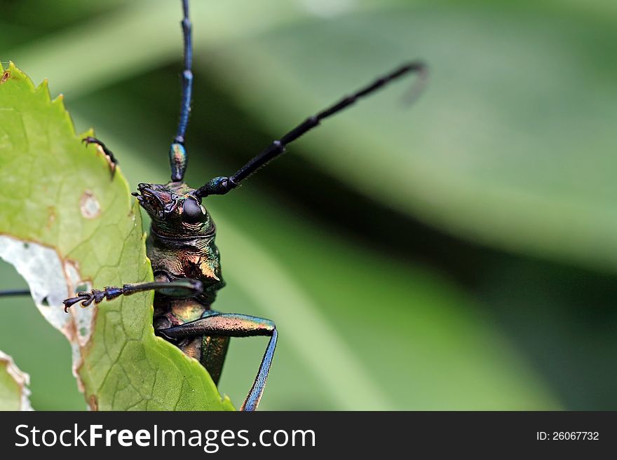 A big musk beetle with his gigantic feelers