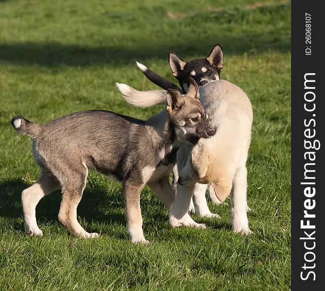 Three Puppies Of Alaskan Husky