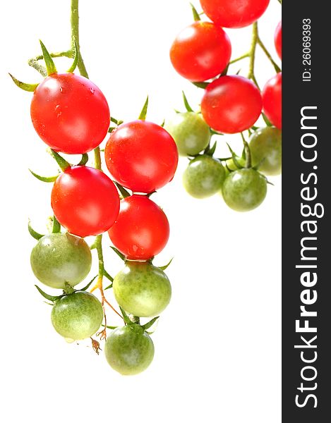 Fresh ripe and green cherry tomatoes on vine on white background