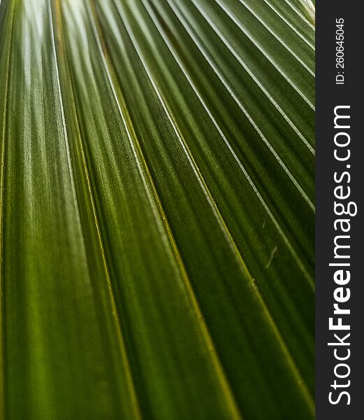Fine edges of the leaf