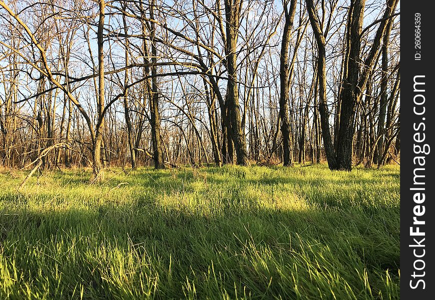 Bare trees over a green grass. Scene took in a forest during a winter season without a snow