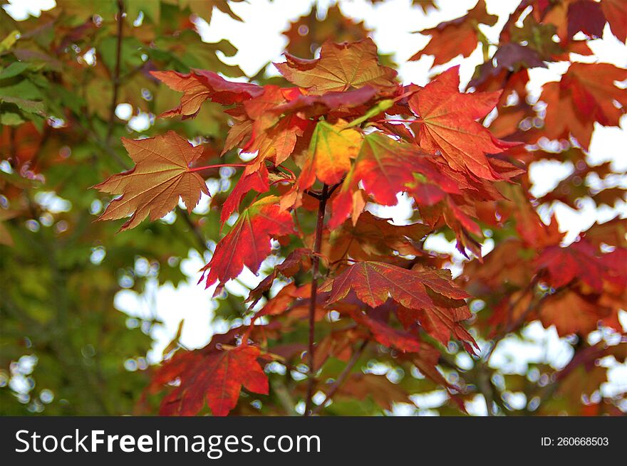 Maple Leaves Showing Colours of Fall