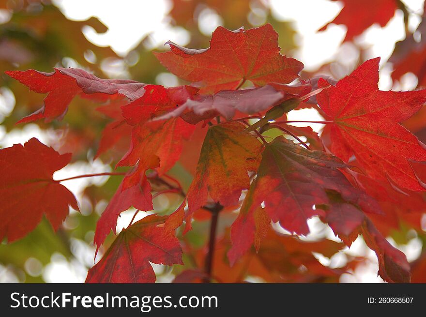 Maple Leaves Showing Colours of Fall