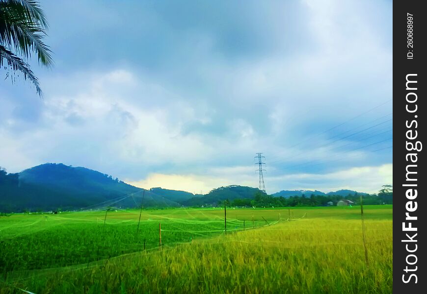 Natural scenery of rice plants in the rice fields, mountains and clouds in the sky