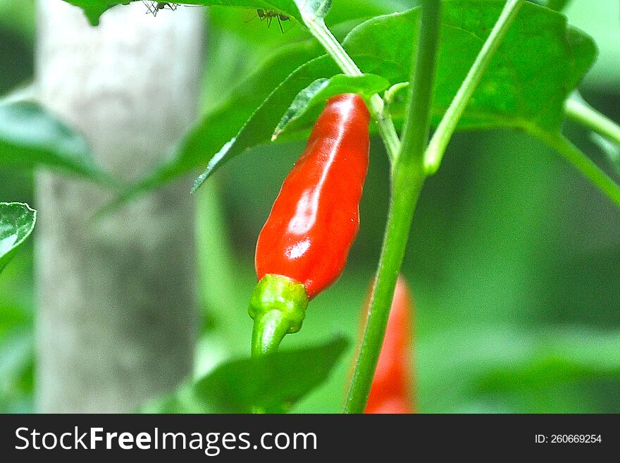 Ripe chili plants and fruits