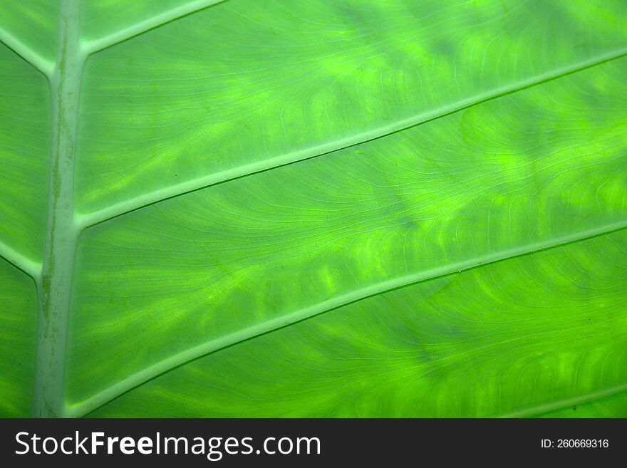 the texture of the young leaves of the taro plant