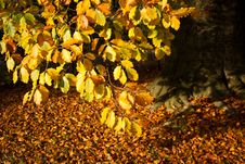 Autumn Mood Royalty Free Stock Photo Autumn Mood Royalty Free Stock Photo